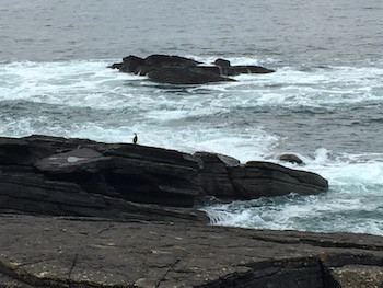 Lone cormorant surveys the waves
