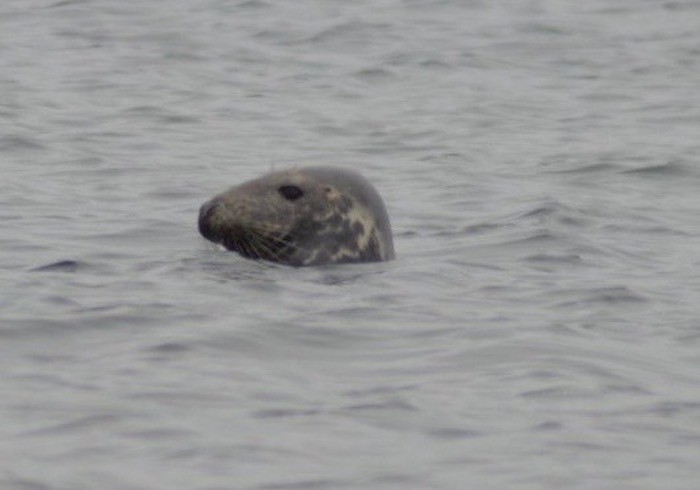 nosey seal in the Bay