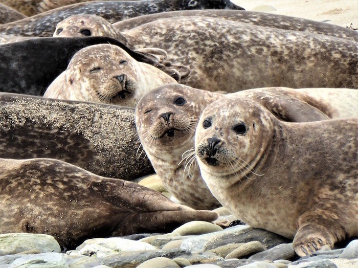 Seals in the Bay