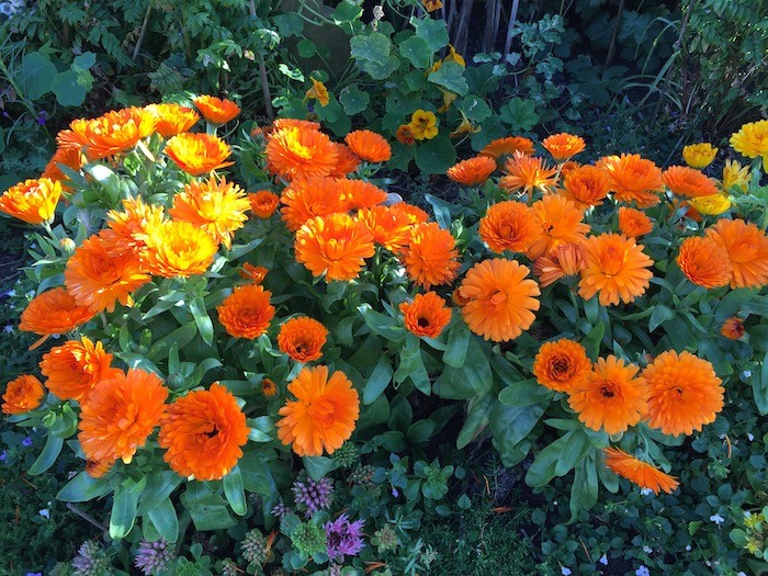 Garden marigolds