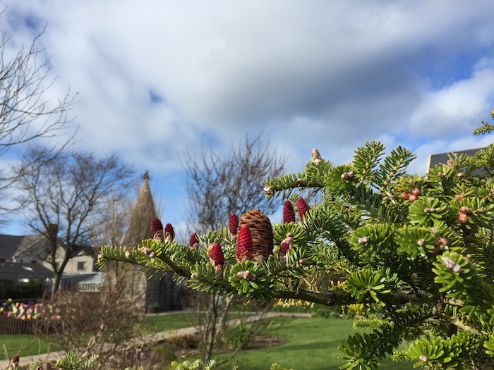 Spring buds in Kirkwall