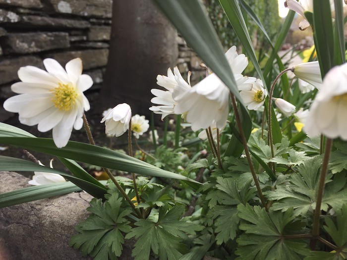 Spring flowers in Kirkwall