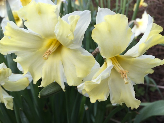 Spring narcissi in Kirkwall